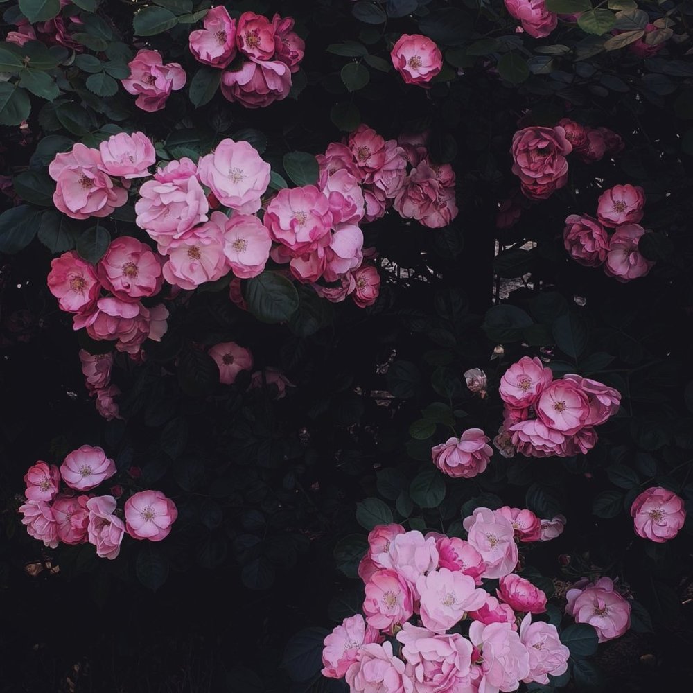 Meet your Posher, Jae